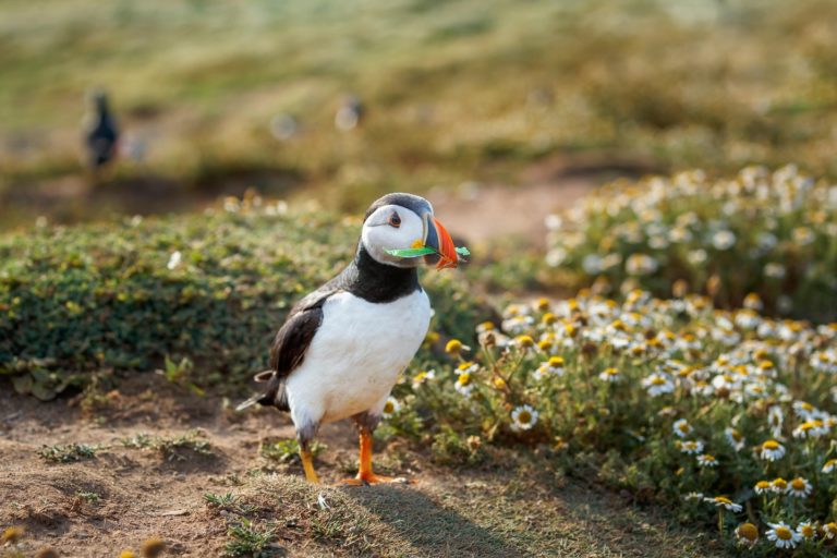 Picture showing a Puffin carrying domestic waste in its beak