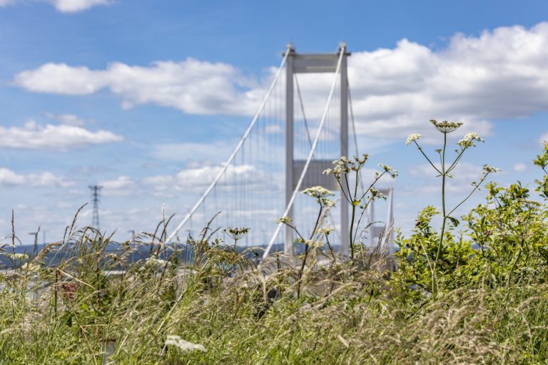 Picture of the Severn Crossing with wildflowers in the foreground