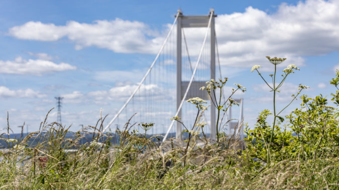 The Severn Crossing behind a meadow of wildflowers