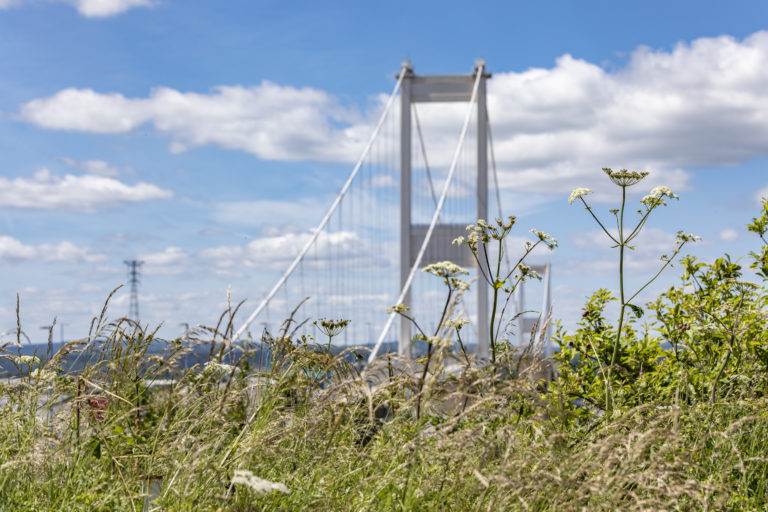 The Severn Crossing behind a meadow of wildflowers